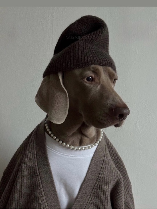 Other - Classic Pearl Dog Necklace in Brown - Stylish Pet Accessory
